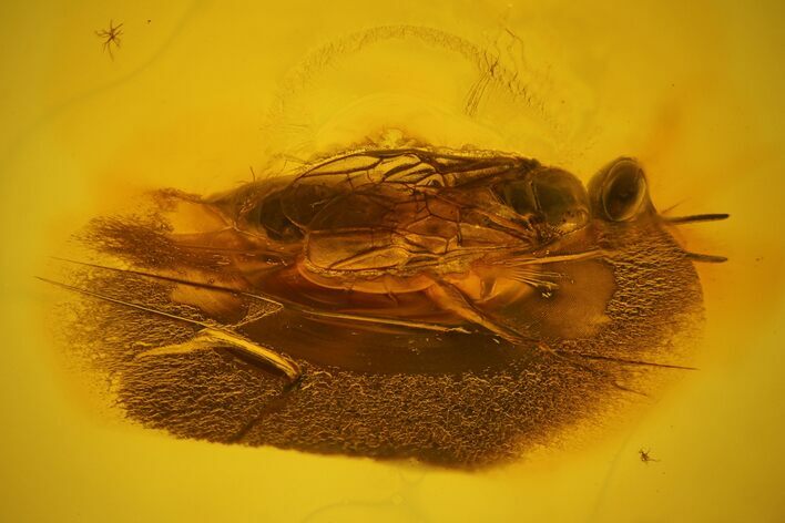 Detailed Fossil Wasp (Hymenoptera) In Baltic Amber #163461